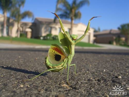 Смертокоготь до войны.