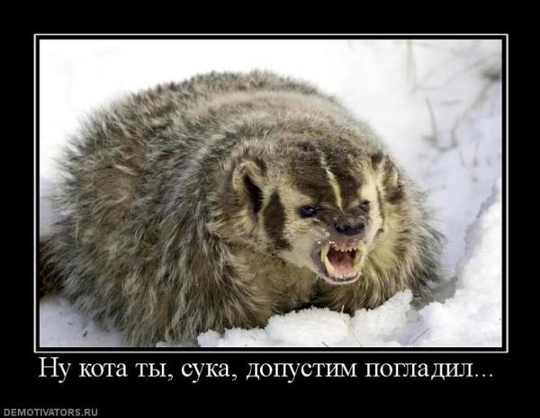 Погладь) Пажалста...