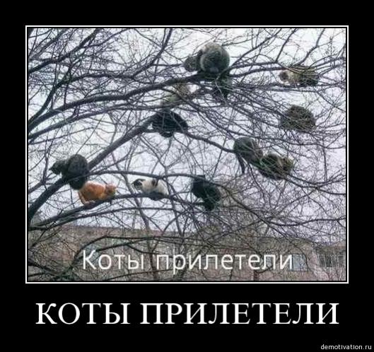 user8530 pic914 1263302602