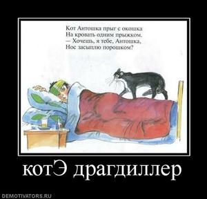 ДрагДиллер Котэ